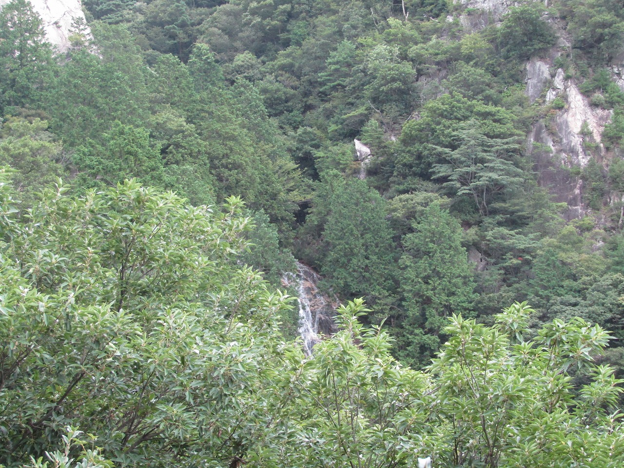 楊梅の滝分岐から楊梅の滝の雄滝