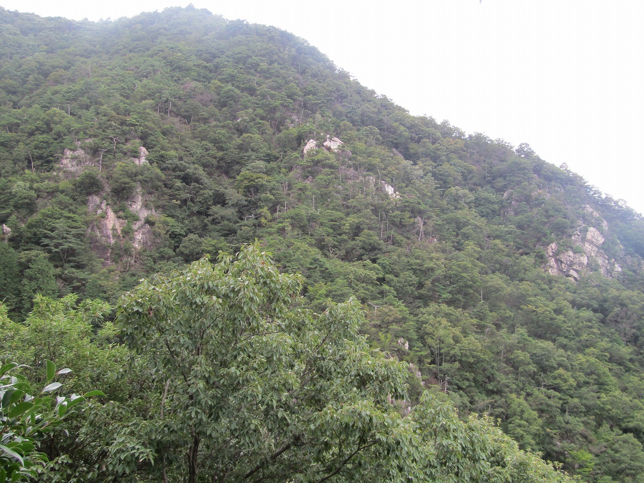 楊梅の滝分岐から牛山方面