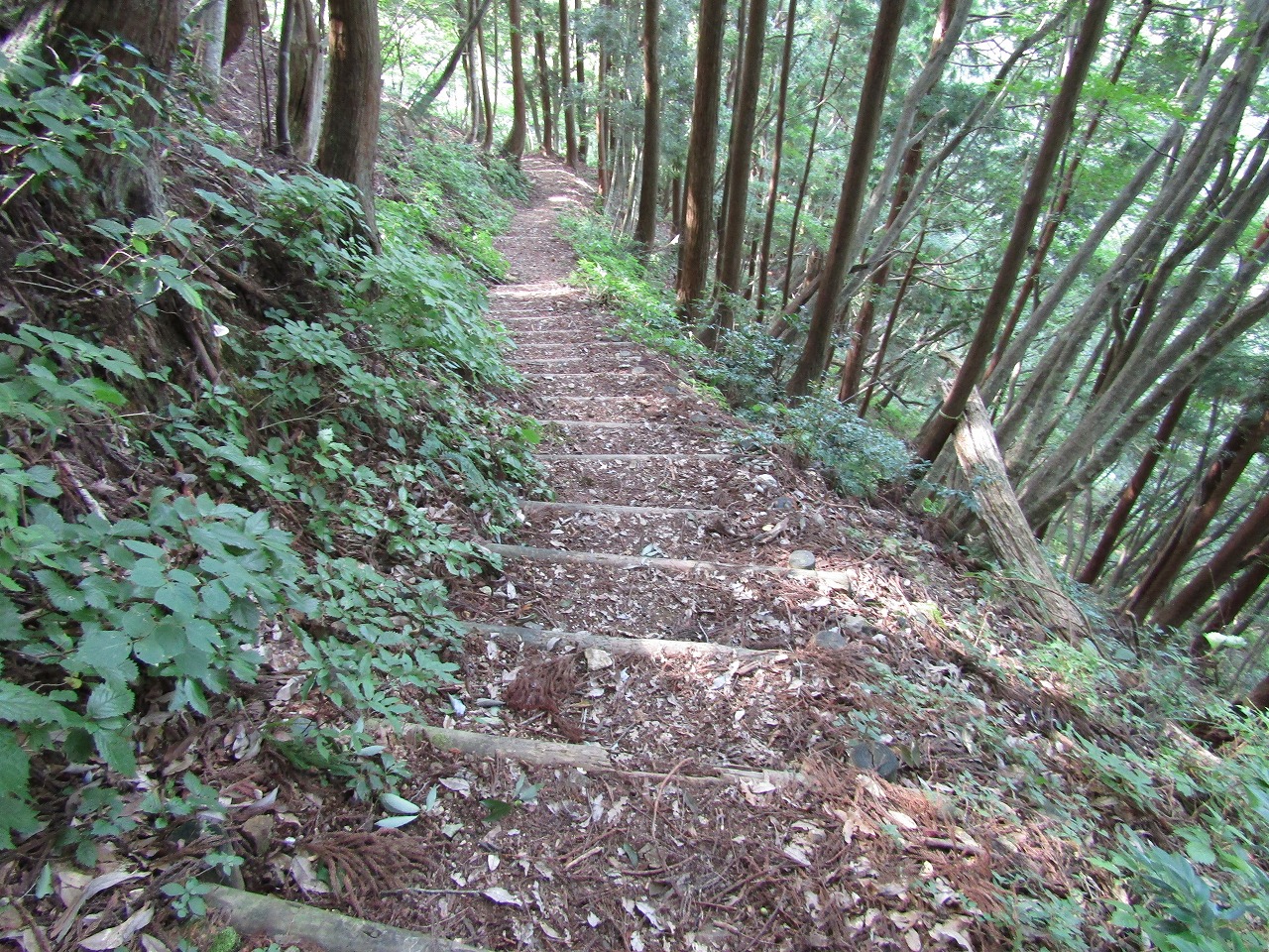 グリーンパーク思い出の森への道、階段状の土留め