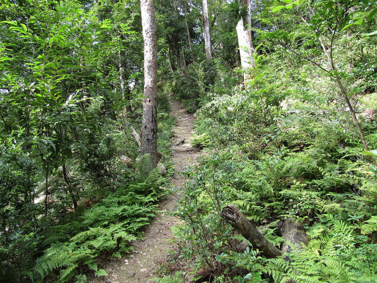 グリーンパーク思い出の森への道、谷をトラバースして進みます