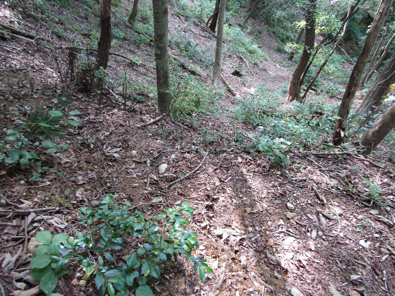 グリーンパーク思い出の森への道、倒木、下の林道のようなものへ向かう踏み跡
