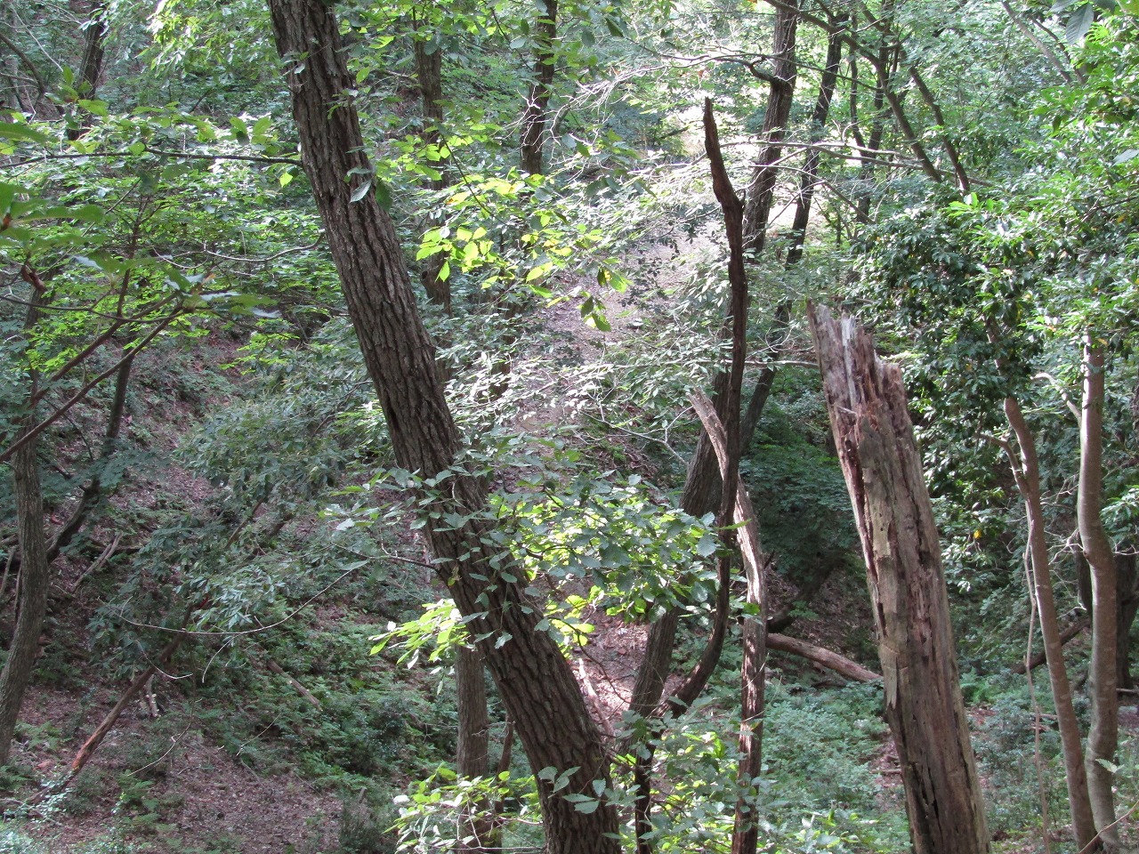 グリーンパーク思い出の森への道、この先下に林道のようなものが見えます
