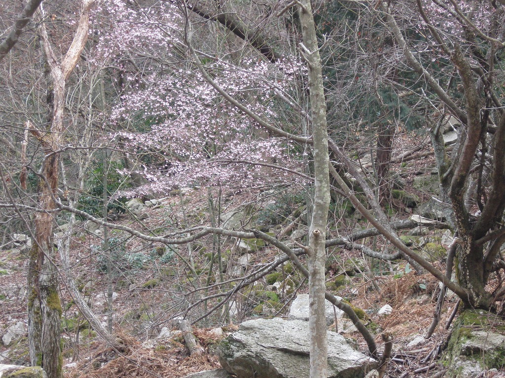 正面谷の桜