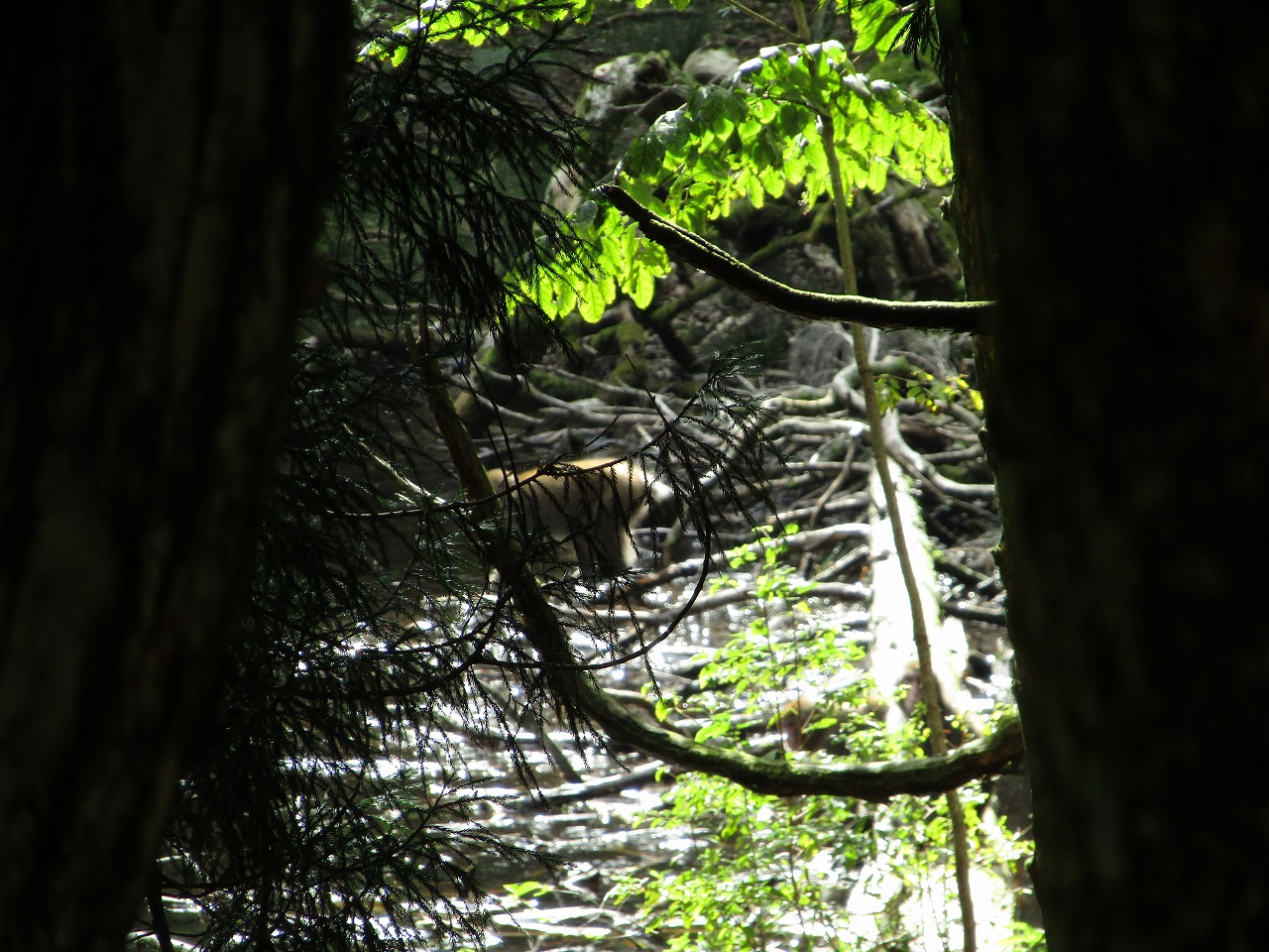 杉ヤ池の猿